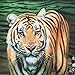 Three Rooker Tiger Ties Mens Animal Neckties Jungle Tie