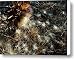 Life Force Canvas Print / Canvas Art - Artist JoAnn SkyWatcher