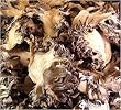 Maitake Mushrooms