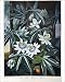 Photographic Prints of THORNTON PASSION-FLOWER. The Blue Passion-Flower (Passiflora from Granger Art on Demand