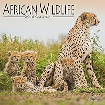 African Wildlife Calendar - 2016 Wall calendars - Animal Calendar - Monthly Wall Calendar by Avonside African Wildlife Calendar - 2016 Wall calendars - Animal Calendar - Monthly Wall Calendar by Avonside