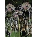 Tropica - Fledermausblume (Tacca chanterii) - 15 Samen