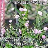 【切花の人気ＮＯ．１】 宿根カスミソウ　八重　ピンク　苗3株