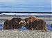 Jigsaw of Musk Ox - bulls butting heads, dominance behavior. from Ardea