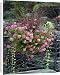 Canvas Prints of DAD-1710 Town floral display - mix of Geranium a grasses from Ardea Wildlife Pets