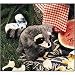 Folkmanis Baby Raccoon Puppet