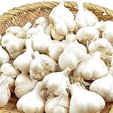 国華園　ニンニク種球　福地ホワイト六片　500g