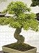 Jigsaw Puzzle of BONSAI TREE CHINESE HACKBERRY CELTIS SINENSIS from Garden World Images