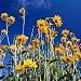 Shining Yellow Coneflower - Rudbeckia - 18