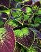 Scallops Photograph Poster Giclee Colorful Coleus 24x30