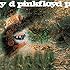 Saucerful Of Secrets
