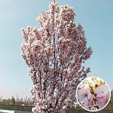 国華園　花木苗　桜　天の川　1株