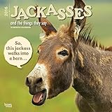 Jackasses 2016 Wall Calendar