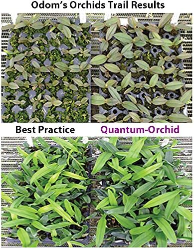 Quantum Growth Orchid - 8 Ounce