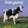 Dairyland: America's Cow Calendar 2011 Square (Multilingual Edition)
