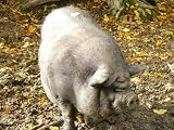 Haengebauchschwein Mauspad (308)
