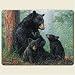 Kitchen & Housewares : Black Bear Family 8" By10" Small Tempered Glass Cutting Board