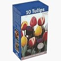 TotalGreen 72415300 Tulip Bulbs