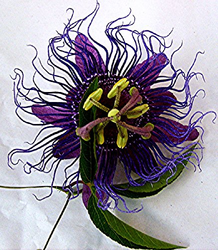 Emeralds TM Passiflora Incarnata Inspiration Passion Flower Vine Violet Blue Emeralds TM Passiflora Incarnata Inspiration Passion Flower Vine Violet Blue
