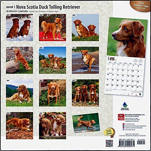 Nova Scotia Duck Tolling Retriever 2016 Wall Calendar (12x12)