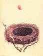 Pinzon Empty Nest 18-by-24-Inch Stretched Canvas Print