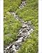 Photographic Prints of Stream through golden aster (Chrysopsis villosa) and other wildflowers, near from Robert Harding