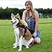 Best Dog Harness with Reflective Material Keeps Your Pet Safe While Walking and Car Rides, Instructional Guide on Product Tips, Use and FAQs Included by Roughtail Pet Supplies, Size Large, Color Black