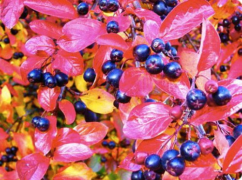 'Autumn Magic' Chokeberry - Aronia - Hardy - 4