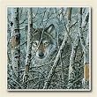 AbsorbaStone Coaster set~ Wolf in Trees ~ 4 Tile Drink Coasters ~ code 694