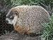 Jigsaw of WOODCHUCK / Groundhog from Ardea