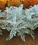 Silverdust Dusty Miller Seeds - Senecio cineraria - .2 Grams - Approx 70 Gardening Seeds - Flower Garden Seed