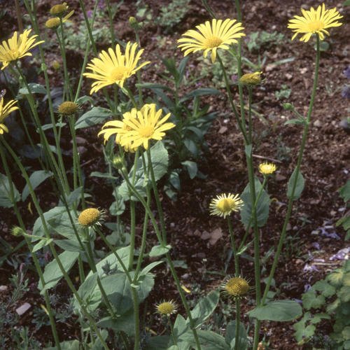 Doronicum - JungleKey.fr Image
