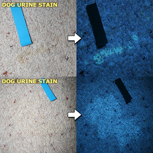 Pet Urine Detector 365NM Black Light Flashlight PeeDar Precision UV LED Pe... eBay