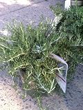 Rosemary Huntington Carpet One Gallon Plant