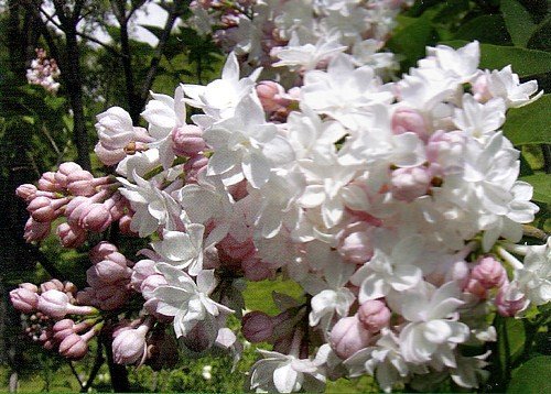 Krasavitsa Moskvy Lilac - Syringa - Beauty of Moscow - 4