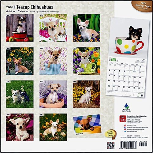 Chihuahuas, Teacup 2016 Wall Calendar (12x12)