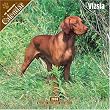 Vizsla 2008 Wall Calendar