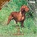 Vizsla 2008 Wall Calendar