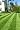 Lawn Stryper - LM408111B - 6