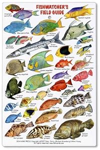 Amazon.com : Fishwatchers Field Guide: Fishes of Tropical Atlantic ...