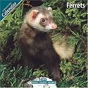 Ferrets 2010 Wall Calendar #11081-10