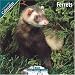 Ferrets 2010 Wall Calendar #11081-10