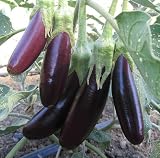Organic Little Finger Eggplant - 50 Seeds - B001I49RFQ