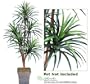One 6' Yucca Artificial Trees with 5 Heads, with No Pot,