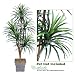 One 6' Yucca Artificial Trees with 5 Heads, with No Pot,
