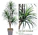 One 6' Yucca Artificial Trees with 5 Heads, with No Pot,
