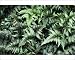 Photographic Prints of Japanese painted fern from Science Photo Library