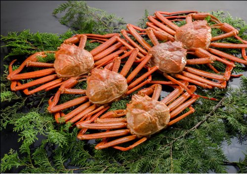 【新潟のカニ屋・リピータ続出！】 紅ずわい蟹(カニ)　姿 5ハイ [総量 ２ｋｇ] 日本海産茹でたてお試しセット