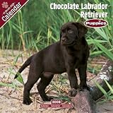 Eigenschaften Avonside Publishing Ltd.  / Kalender 2009 Labrador Retriever (Chocolate) braun - Welpe - Puppie