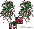 TWO 35" Artificial Fuchsia Hanging Flower Bushes
